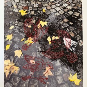 Reflections - There is a special Providence in the fall of a Sparrow